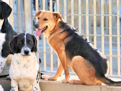 Angioletto März20 01 1