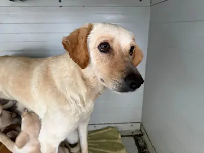 Mama Hundefamilie 426 3