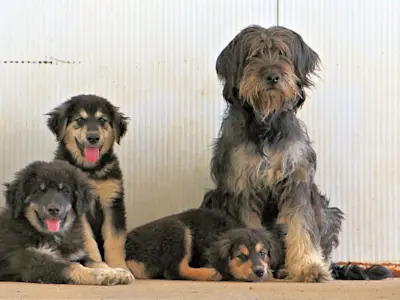 Fonnesina Mai23 02 1