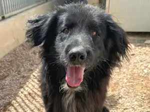 Bild von Orsetto Nero