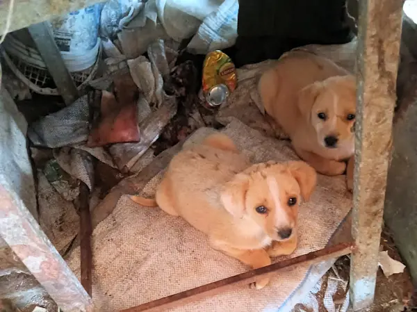 CivettuoleCoccinella Cassandra