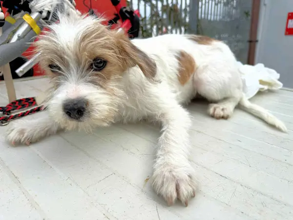 Rudalzini Maedel 2 1