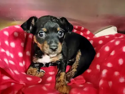 Ninnolina: Leidet an einem infektionsbedingtem Tremor!