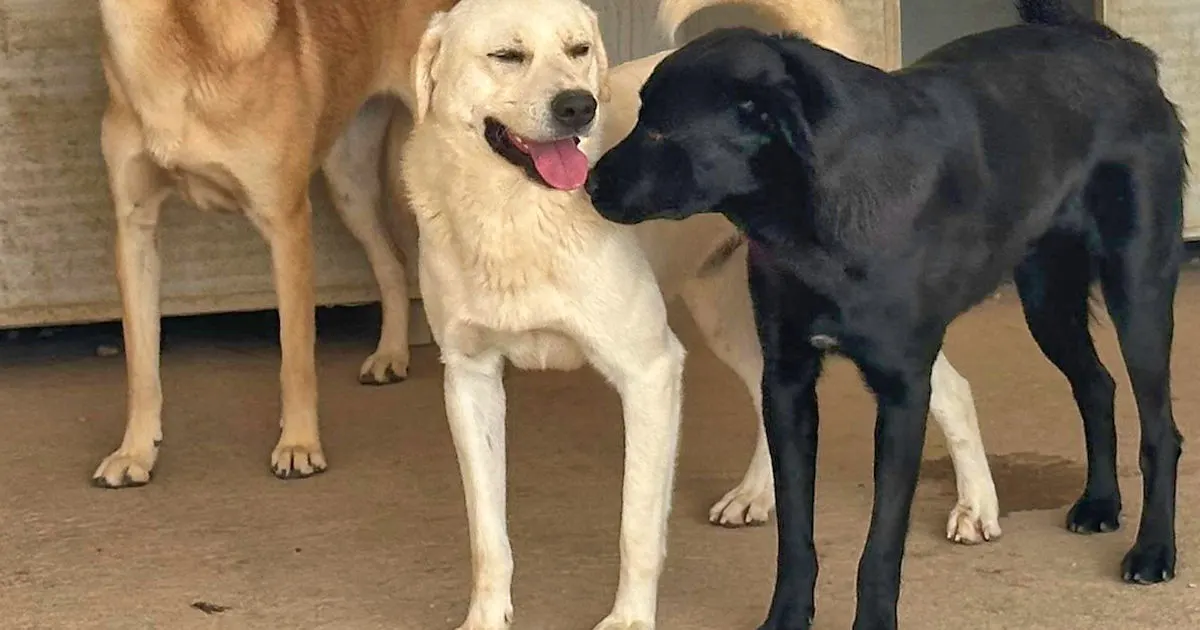 Gianni Gian 525 1263