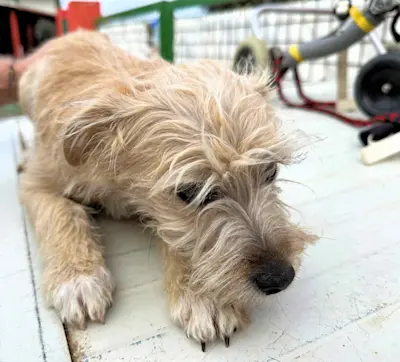 Rudalzini Maedel 1 2