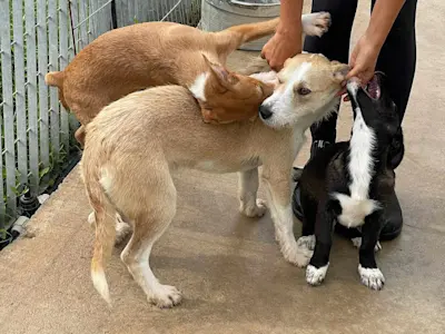 Rosetta Rosaria Rosario