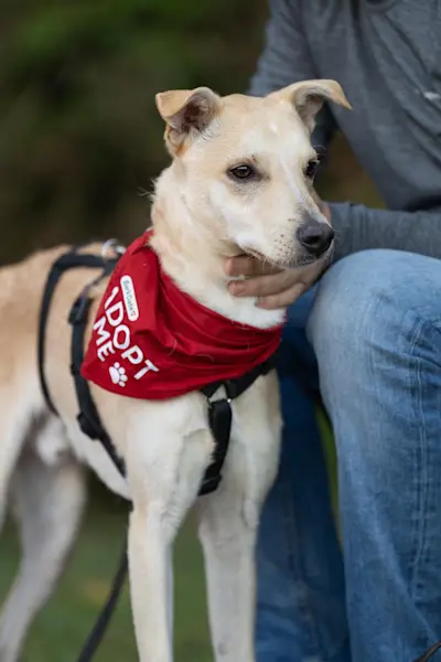 GiovanniPiccolo 925 3