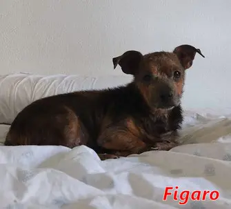 Figaro-2