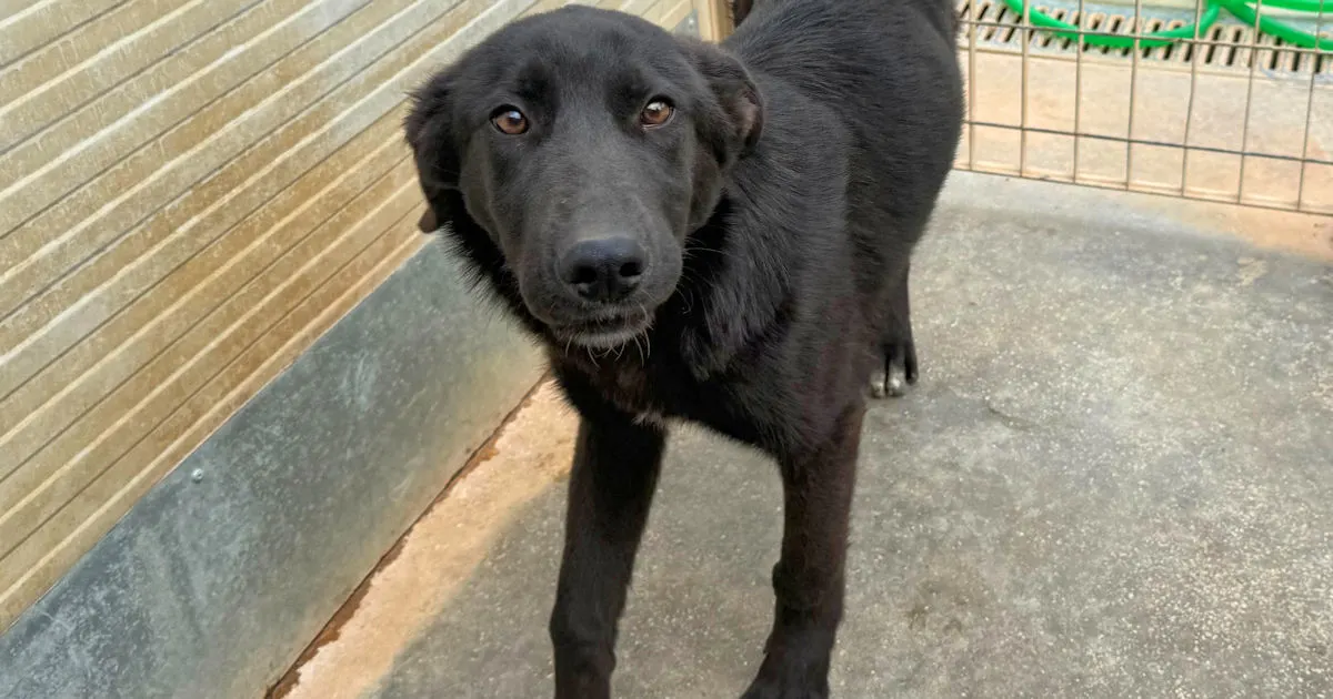 Baloo 626 12632