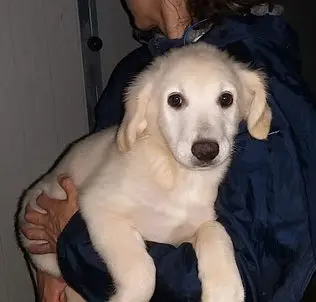 Gervaso alt2021 01 1