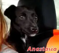 Anastasia-3