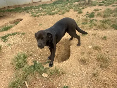 Bamba 626 6