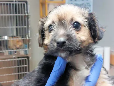 Bimbi Belli maschio 2