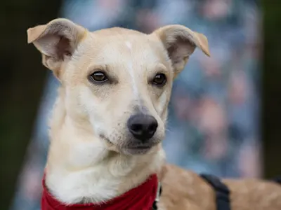 GiovanniPiccolo 925 6