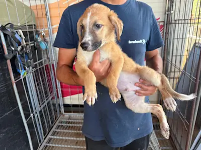 I Nocciolini, Rüde974, 825 4