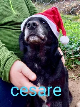 Cesare-2018-2