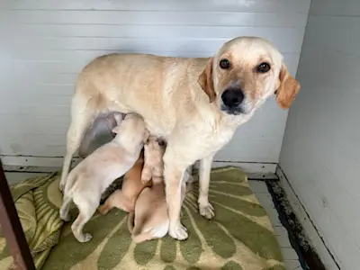 Mama Hundefamilie 426 4