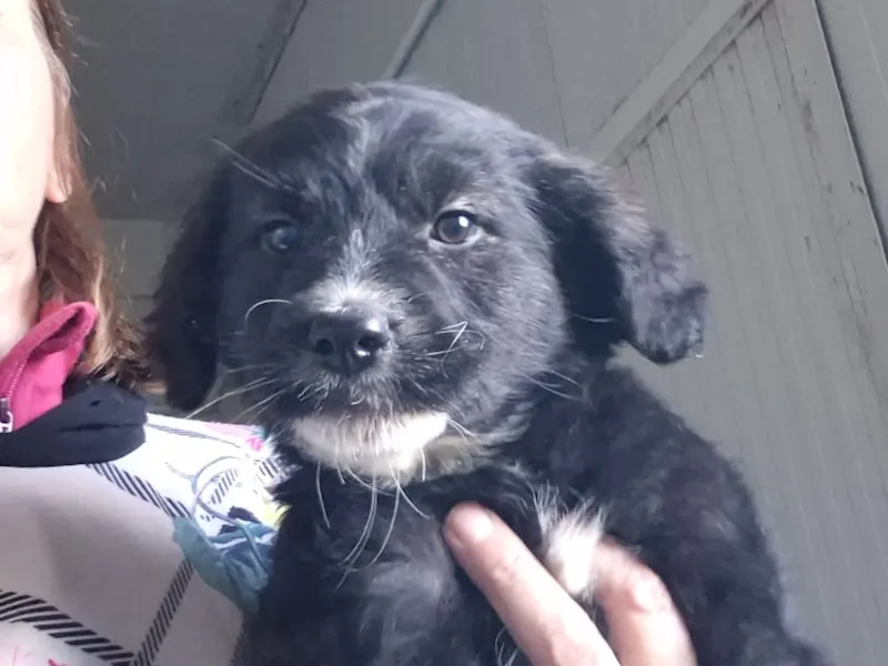 Nerina Piccolina 326 1