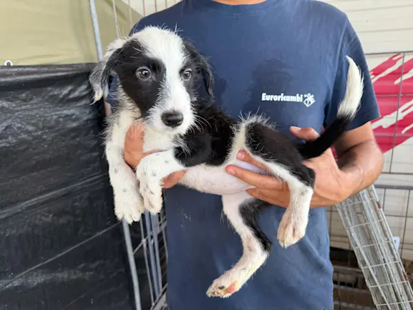 I Nocciolini, Mädel, 825 1