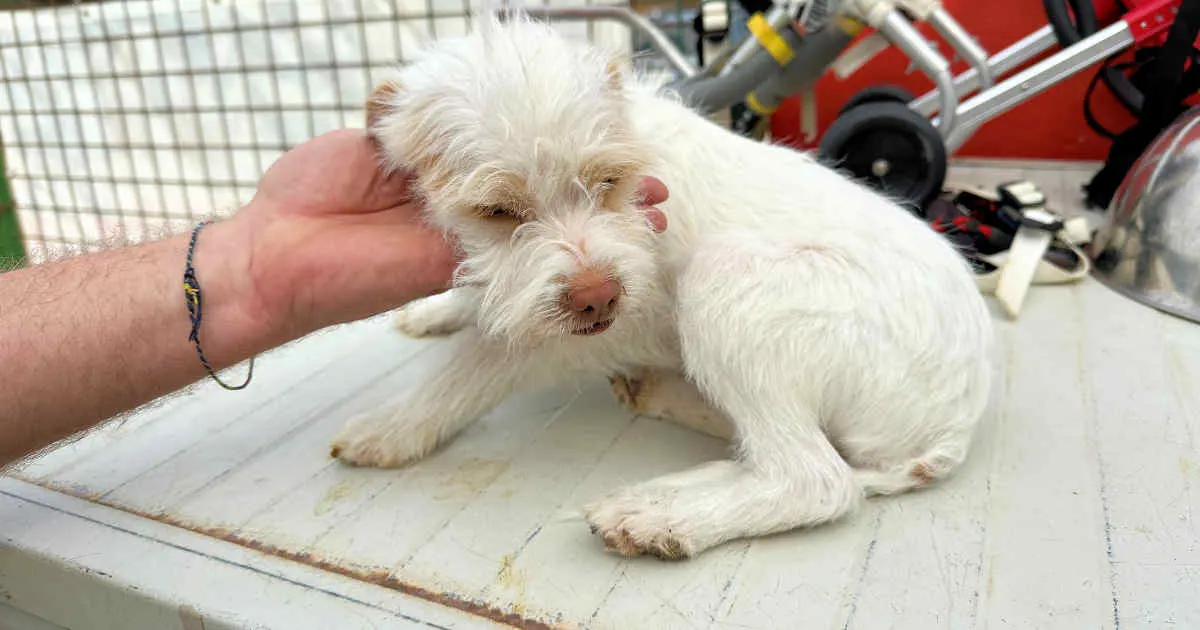 Rudalzini Ruede 1 1263