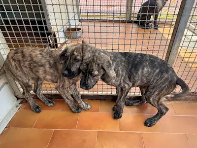 Teresa und Tosca 526 8
