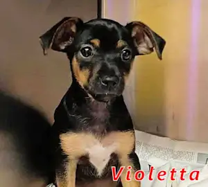 Bild von Violetta