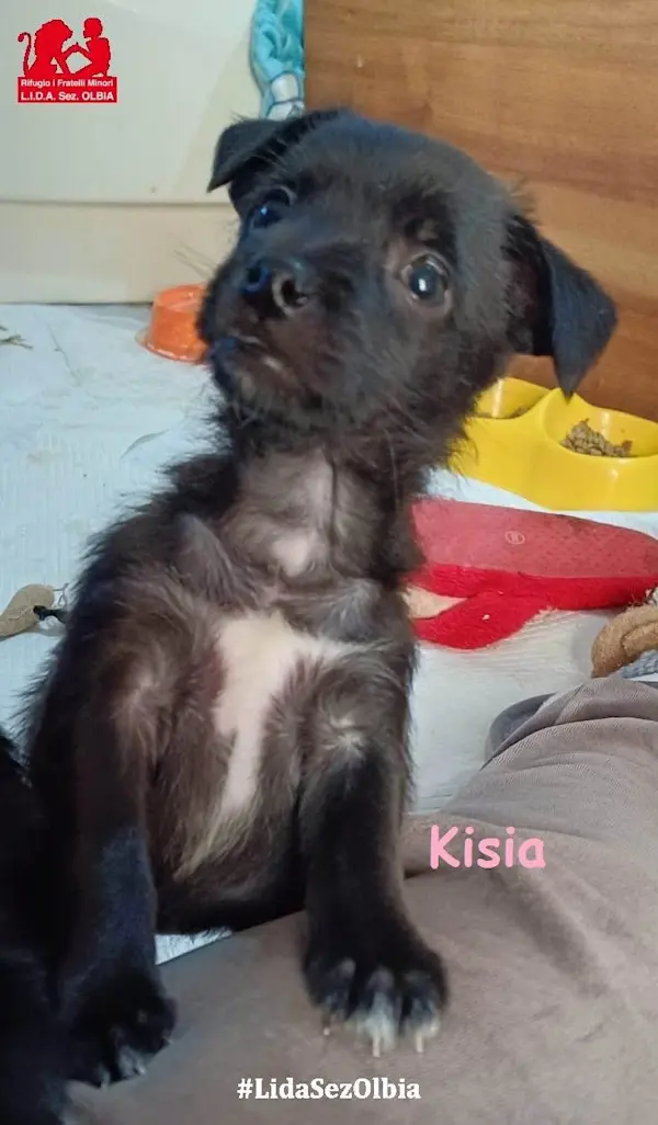 Kisia 2