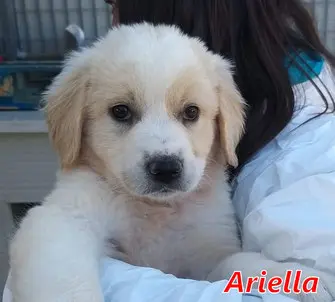 Ariella-3