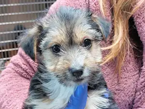 Bild von Bimbi Belli - Mädel