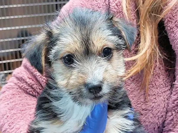 Bimbi Belli femina 1a