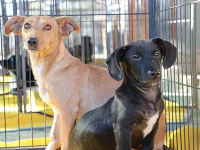 Biscottina Bicottino n1