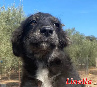Linella Sep21 01