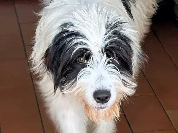 Bild von Ruby