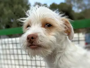 Bild von Rudalzini - Rüde1