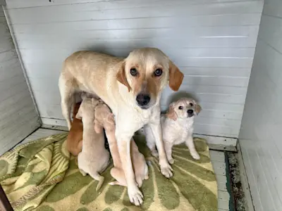 Mama Hundefamilie 426 2