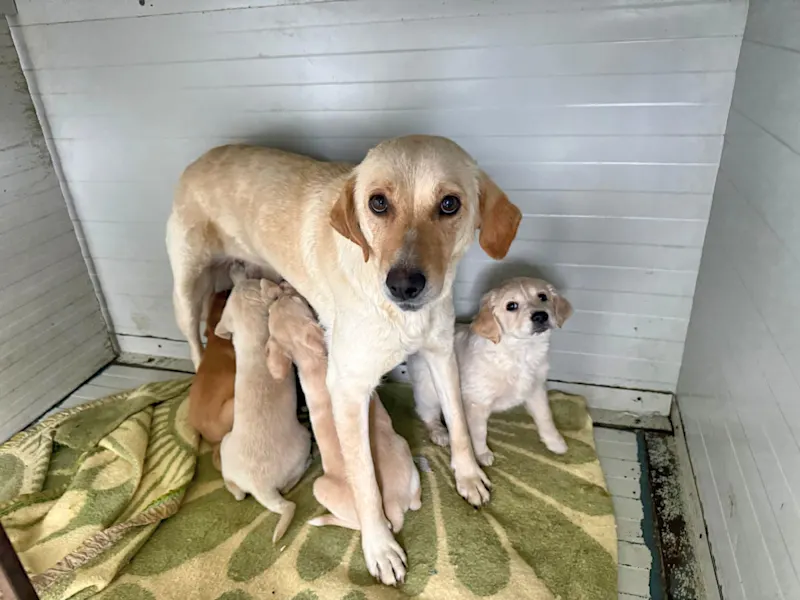 Mama Hundefamilie 426 2