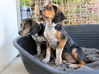 Maxl Moritz 3