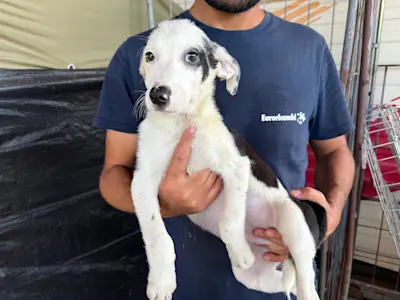 I Nocciolini, Rüde 351, 825 4