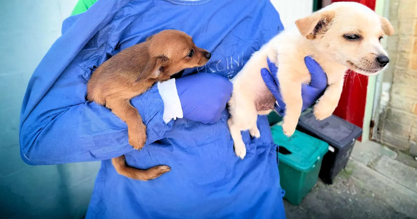 Fiorenzino Fiorenzina 1263