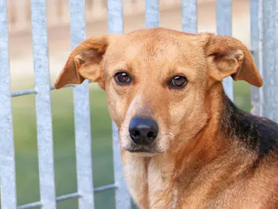 Angioletto Jan22 01 1