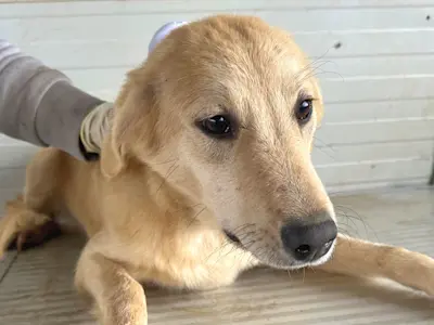 Chack: neurologische Störung