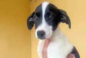 Bild von  Basilico