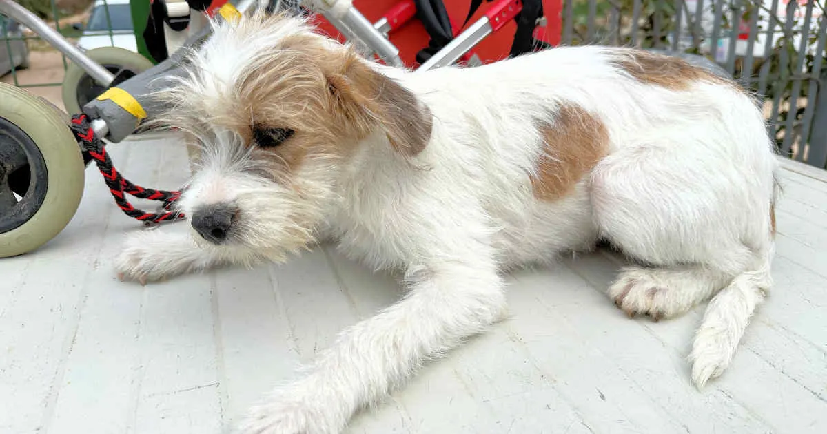 Rudalzini Maedel 2 1263