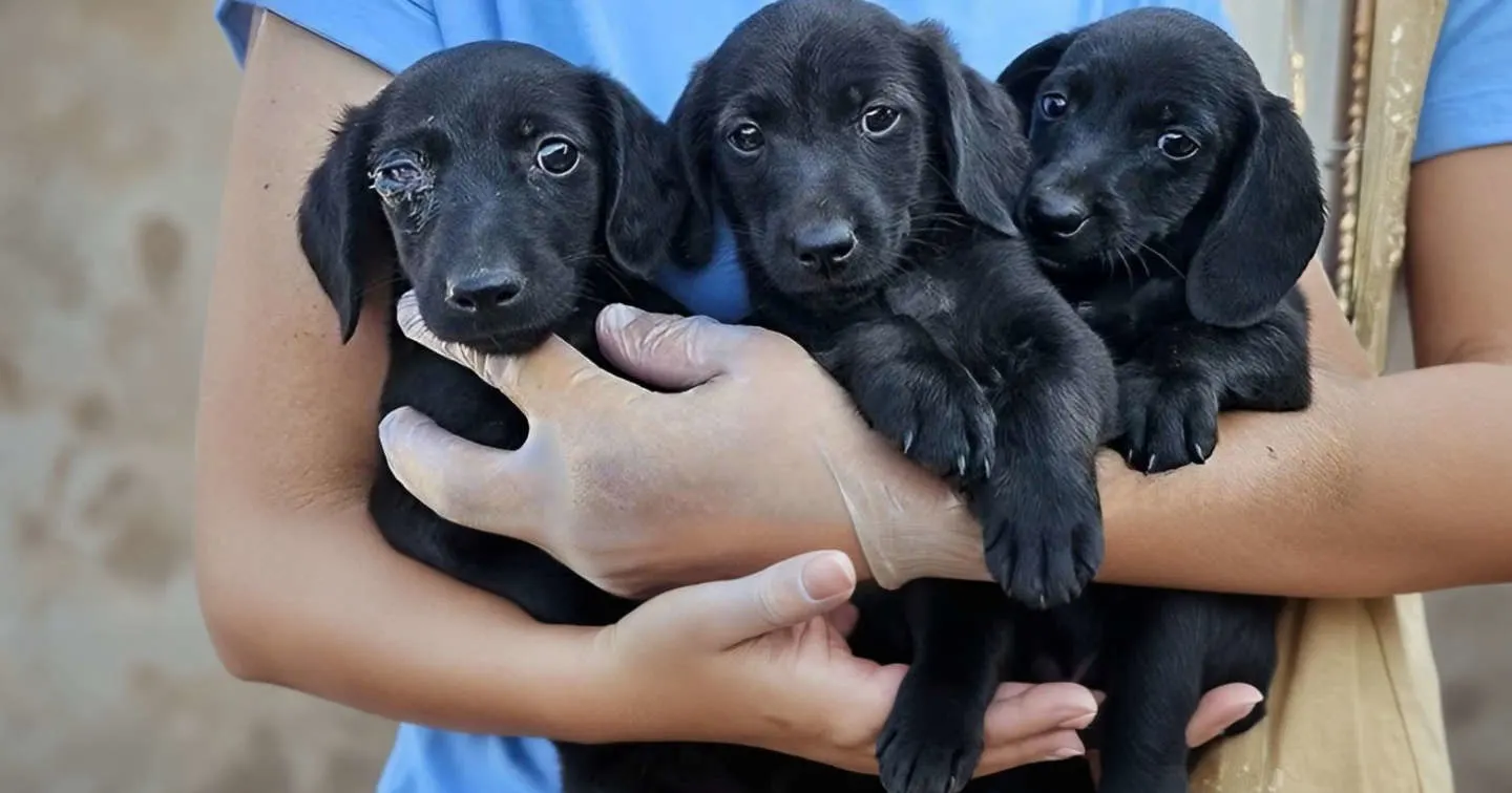 Mirto-Marta-Mignolo 1263