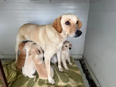 Mama Hundefamilie 426 1