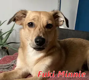 Bild von Fuki Minnie