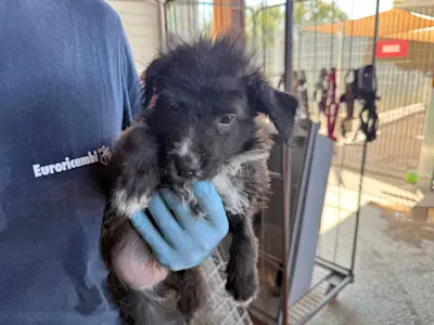 I Nocciolini, Rüde 090, 825 7