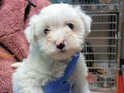 Bimbi Belli maschio 3