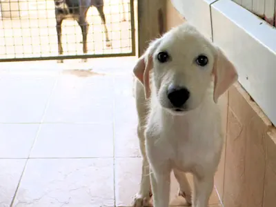 Lorenzino Lori 1 (2)