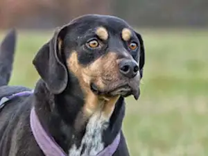 Bild von Milton junior